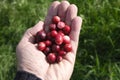 Handfull of cranberries outside